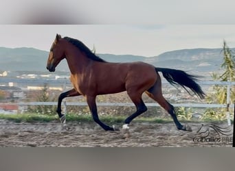 PRE Mix, Hengst, 6 Jahre, 168 cm, Brauner