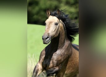 PRE, Hengst, 6 Jahre, 168 cm, Buckskin