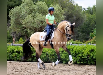 PRE Mix, Hengst, 6 Jahre, 168 cm, Falbe