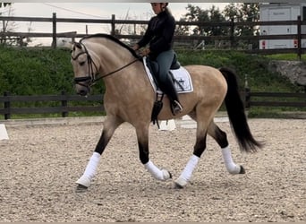 PRE Mix, Hengst, 6 Jahre, 168 cm, Falbe