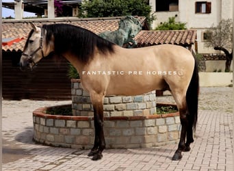 PRE Mix, Hengst, 6 Jahre, 168 cm, Falbe