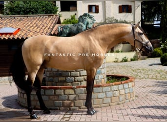 PRE Mix, Hengst, 6 Jahre, 168 cm, Falbe