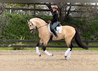 PRE Mix, Hengst, 6 Jahre, 168 cm, Falbe