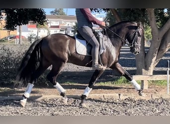 PRE, Hengst, 6 Jahre, 168 cm, Rappe