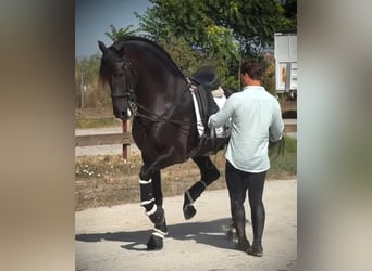 PRE Mix, Hengst, 6 Jahre, 168 cm, Rappe