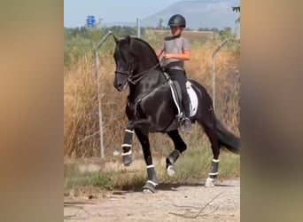 PRE Mix, Hengst, 6 Jahre, 168 cm, Rappe