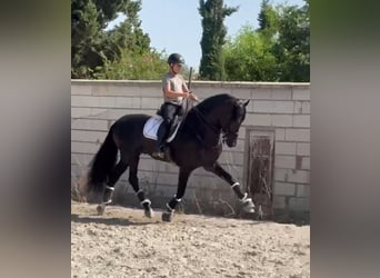 PRE Mix, Hengst, 6 Jahre, 168 cm, Rappe