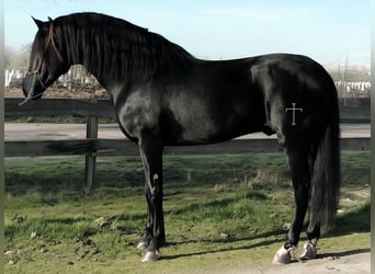 PRE Mix, Hengst, 6 Jahre, 168 cm, Rappe