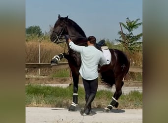 PRE Mix, Hengst, 6 Jahre, 168 cm, Rappe