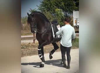 PRE Mix, Hengst, 6 Jahre, 168 cm, Rappe