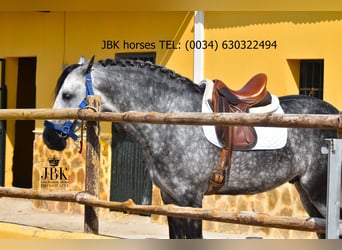 PRE Mix, Hengst, 6 Jahre, 168 cm, Schimmel