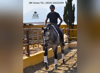 PRE Mix, Hengst, 6 Jahre, 168 cm, Schimmel