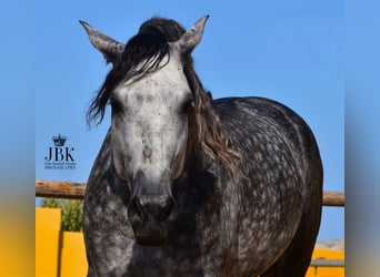 PRE Mix, Hengst, 6 Jahre, 168 cm, Schimmel