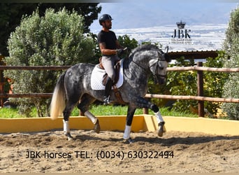 PRE Mix, Hengst, 6 Jahre, 168 cm, Schimmel