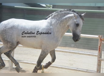 PRE Mix, Hengst, 6 Jahre, 168 cm, Schimmel