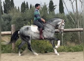 PRE Mix, Hengst, 6 Jahre, 168 cm, Schimmel