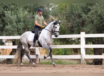 PRE, Hengst, 6 Jahre, 169 cm, Apfelschimmel