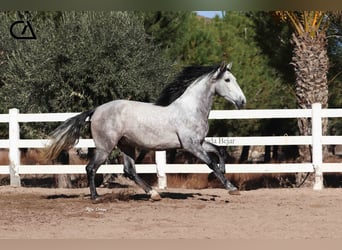 PRE, Hengst, 6 Jahre, 169 cm, Apfelschimmel