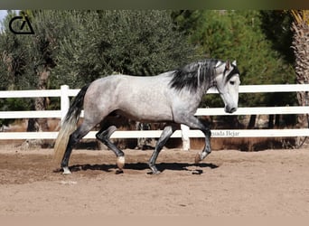 PRE, Hengst, 6 Jahre, 169 cm, Apfelschimmel