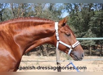 PRE Mix, Hengst, 6 Jahre, 169 cm, Fuchs