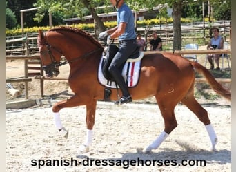 PRE Mix, Hengst, 6 Jahre, 169 cm, Fuchs