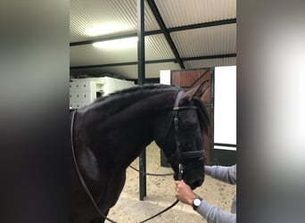 PRE Mix, Hengst, 6 Jahre, 169 cm, Rappe