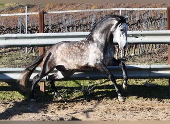 PRE, Hengst, 6 Jahre, 169 cm, Schimmel