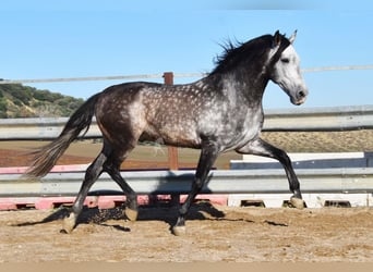 PRE, Hengst, 6 Jahre, 169 cm, Schimmel