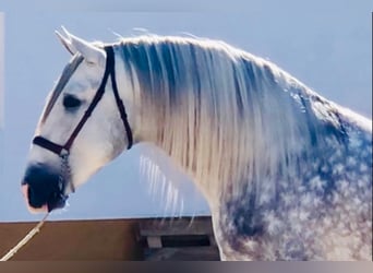 PRE, Hengst, 6 Jahre, 170 cm, Apfelschimmel