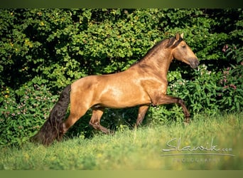 PRE, Hengst, 6 Jahre, 170 cm, Falbe