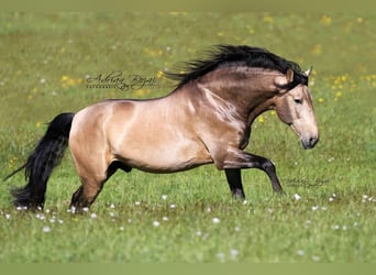 PRE, Hengst, 6 Jahre, 170 cm, Falbe