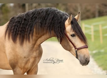 PRE, Hengst, 6 Jahre, 170 cm, Falbe
