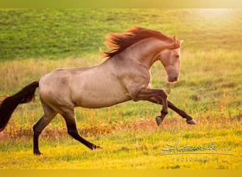 PRE, Hengst, 6 Jahre, 170 cm, Falbe