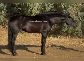 PRE Mix, Hengst, 6 Jahre, 170 cm, Rappe
