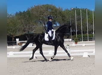 PRE Mix, Hengst, 6 Jahre, 170 cm, Rappe