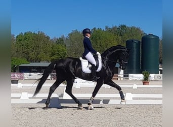 PRE Mix, Hengst, 6 Jahre, 170 cm, Rappe