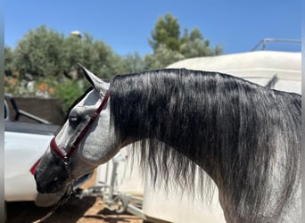 PRE, Hengst, 6 Jahre, 170 cm, Schimmel