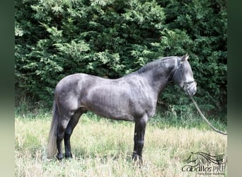 PRE, Hengst, 6 Jahre, 170 cm, Schimmel