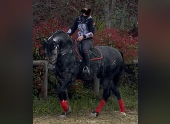 PRE Mix, Hengst, 6 Jahre, 170 cm, White