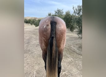 PRE Mix, Hengst, 6 Jahre, 171 cm, Schimmel