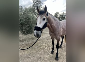 PRE Mix, Hengst, 6 Jahre, 171 cm, Schimmel