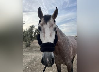 PRE Mix, Hengst, 6 Jahre, 171 cm, Schimmel