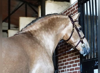 PRE Mix, Hengst, 6 Jahre, 172 cm, Buckskin