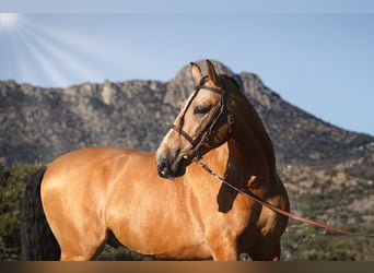 PRE Mix, Hengst, 6 Jahre, 172 cm, Buckskin
