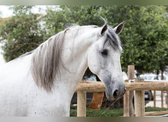 PRE, Hengst, 6 Jahre, 172 cm, Schimmel