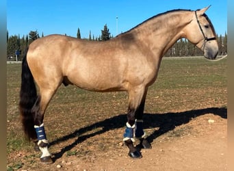 PRE Mix, Hengst, 6 Jahre, 173 cm, Buckskin