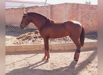 PRE Mix, Hengst, 6 Jahre, 173 cm, Fuchs