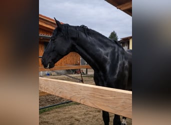 PRE Mix, Hengst, 6 Jahre, 175 cm, Rappe