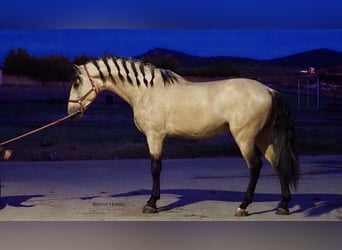 PRE Mix, Hengst, 6 Jahre, 178 cm, Falbe