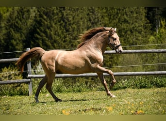 PRE, Hengst, 7 Jaar, 156 cm, Pearl